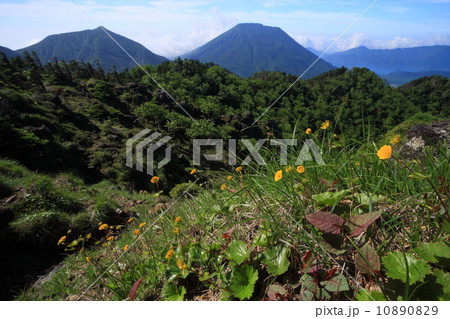 奥日光・太郎山山頂のミヤマダイコンソウの花と男体山 奥日光・太郎山山頂のミヤマダイコンソウの花と男体山 10890829