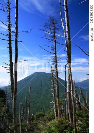奥日光・太郎山の枯れ木と男体山 10890830