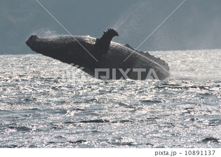 ザトウクジラ ザトウクジラ 10891137