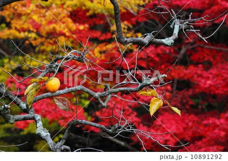 残り柿と紅葉 残り柿と紅葉 10891292