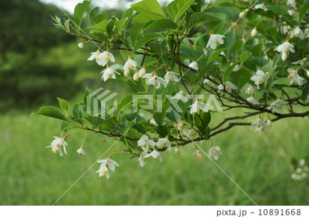 エゴノキ 10891668