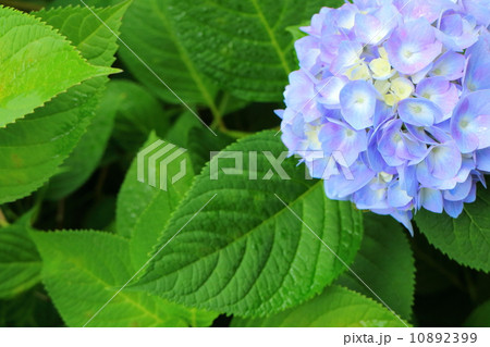 アジサイ アジサイ 10892399