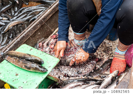 Selling fish at traditional asian seafood marketplace in Siem Reap, Cambodia Selling fish at traditional asian seafood marketplace in Siem Reap, Cambodia 10892565