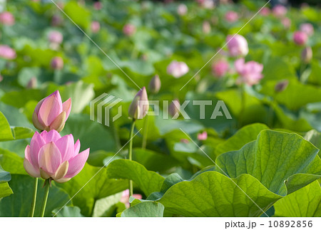 蓮池 10892856