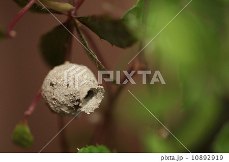 昆虫(トックリバチ) 昆虫(トックリバチ) 10892919