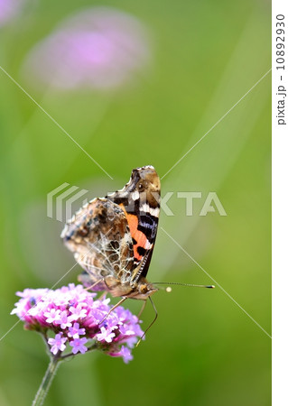 ヒメアカタテハ 10892930