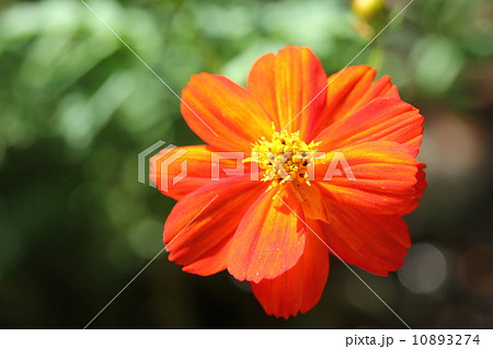 キバナコスモス・レッド 10893274