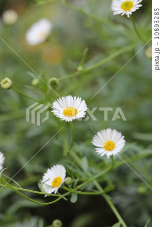 ペラペラヨメナ ペラペラヨメナ 10893285