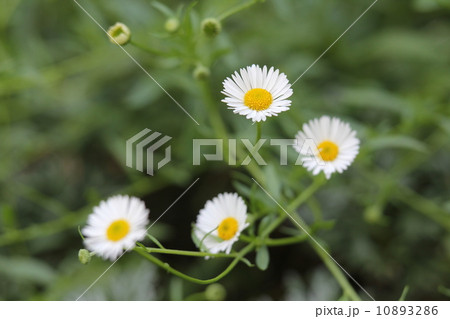 ペラペラヨメナ 10893286