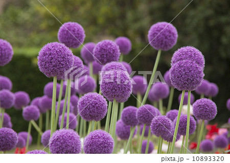 アリウム・ギガンテウムの花 アリウム・ギガンテウムの花 10893320