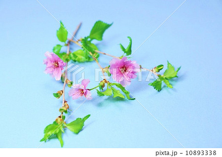 花の背景素材・マメザクラ系の園芸種鴛鴦桜の花・青バック横位置 10893338