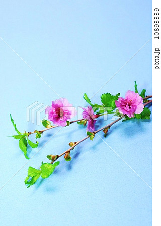 花の背景素材・マメザクラ系の園芸種鴛鴦桜の花・青バック縦位置 10893339