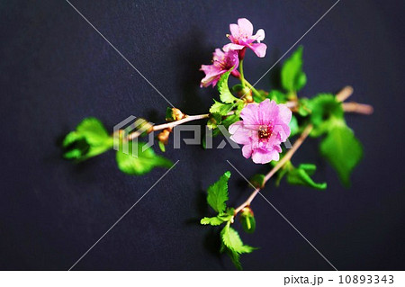 花の背景素材・マメザクラ系の園芸種鴛鴦桜の花・黒バック横位置の写真 ...