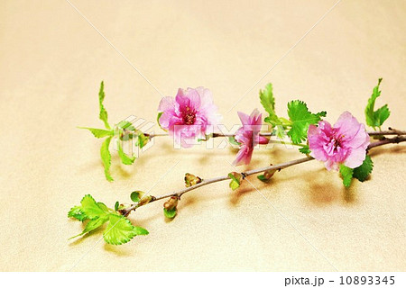 花の背景素材・マメザクラ系の園芸種鴛鴦桜の花・金色バック横位置 10893345
