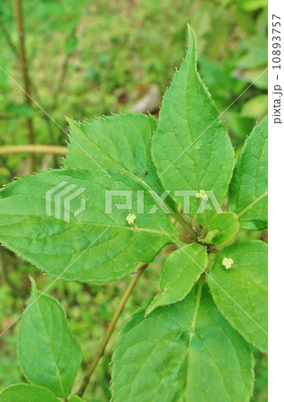 珍しい形の花・葉の上に花の咲くハナイカダの楽しい花・縦位置・縦位置 10893757