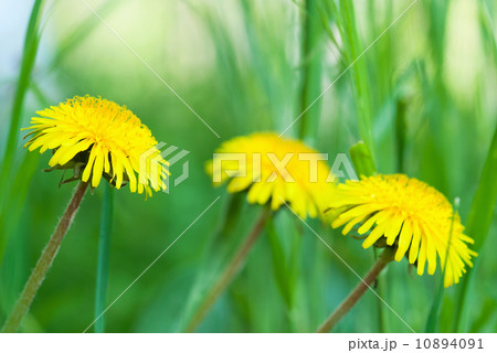 dandelion dandelion 10894091