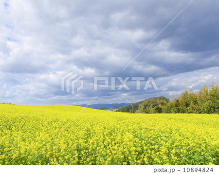 キガラシの丘(横) キガラシの丘(横) 10894824