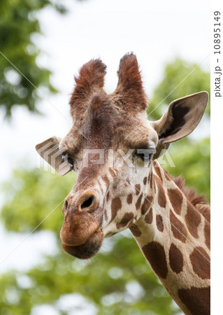 キリン キリン 10895149