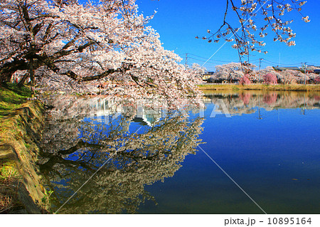 五百淵公園の桜 五百淵公園の桜 10895164