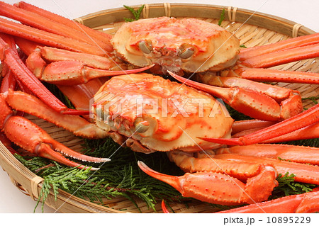 ズワイガニ　紅ズワイガニ　茹で蟹　複数　食材　白背景 10895229
