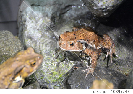 アズマヒキガエル アズマヒキガエル 10895248