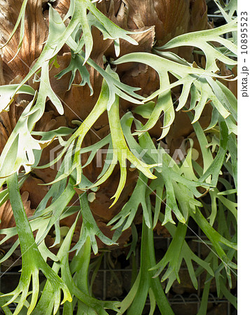 ビカクシダ 10895523