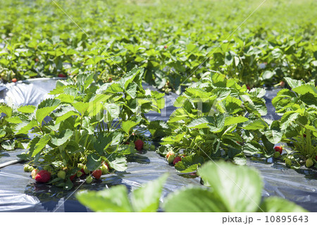 イチゴ畑 10895643