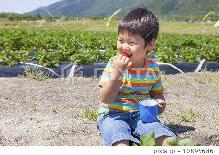 イチゴ狩りを楽しむ子供 イチゴ狩りを楽しむ子供 10895686
