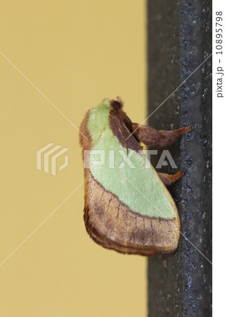 ヒロヘリアオイラガ０１ 10895798