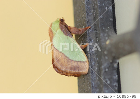 ヒロヘリアオイラガ０２ 10895799