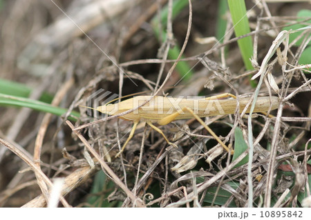 枯草に紛れるクビキリギス０２ 10895842