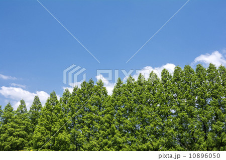 メタセコイアの並木と青空 10896050