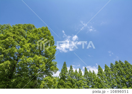 メタセコイアの並木と青空 メタセコイアの並木と青空 10896051