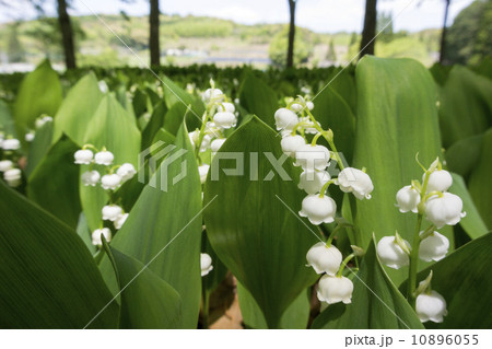 ドイツスズランの花畑 ドイツスズランの花畑 10896055