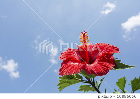 ハイビスカスの花と空 10896056