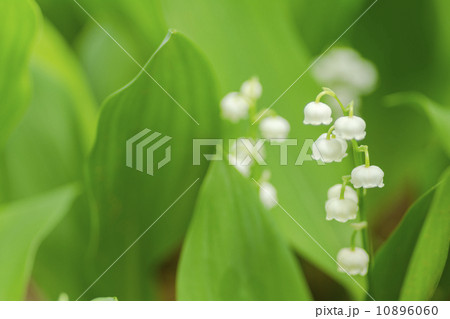 ドイツスズランの花 10896060