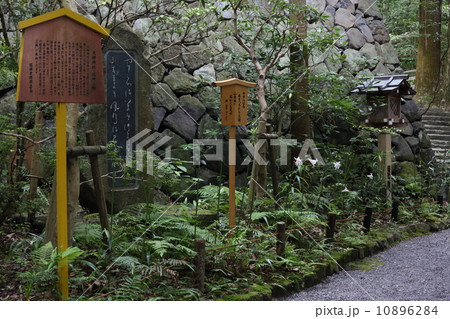 ささゆり(大神神社) ささゆり(大神神社) 10896284