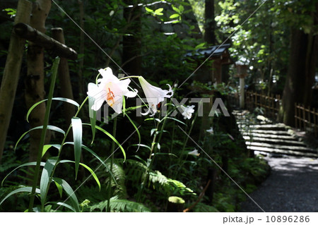 大神神社のササユリ（桜井） 10896286