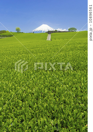 茶畑と富士山(一番茶刈り取り直前の鮮やかな緑と青い空 茶畑が全面ver.) 茶畑と富士山(一番茶刈り取り直前の鮮やかな緑と青い空 茶畑が全面ver.) 10896561