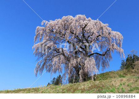芹ヶ沢桜 10896884