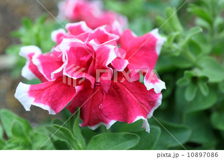 八重のペチュニア 10897086