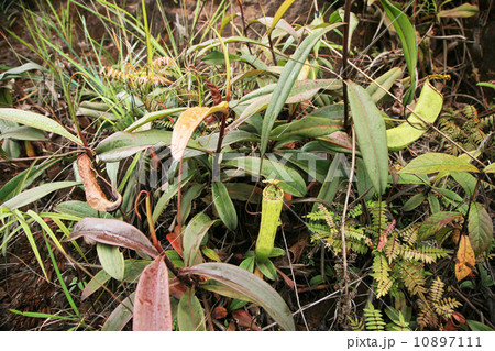 ウツボカズラ　食虫植物 10897111
