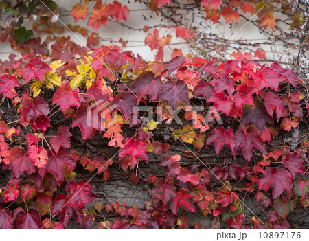 紅葉した蔦 紅葉した蔦 10897176