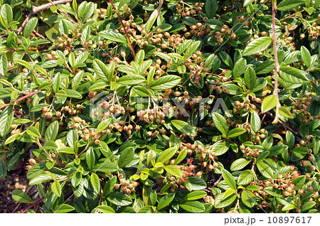 コトネアスターの実 10897617