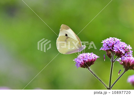 バーベナボナリエンシスとモンシロチョウ 10897720