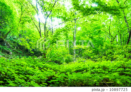 奥多摩の森 10897725