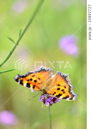 バーベナボナリエンシスとヒオドシチョウ 10897727