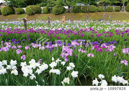 吉香公園の花菖蒲 吉香公園の花菖蒲 10897826