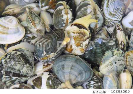 潮干狩りで取ったあさり 10898009