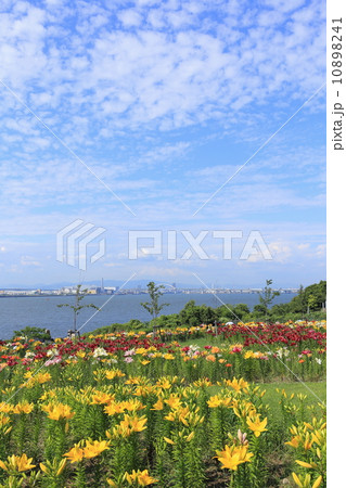 大阪舞洲・ゆり園 10898241